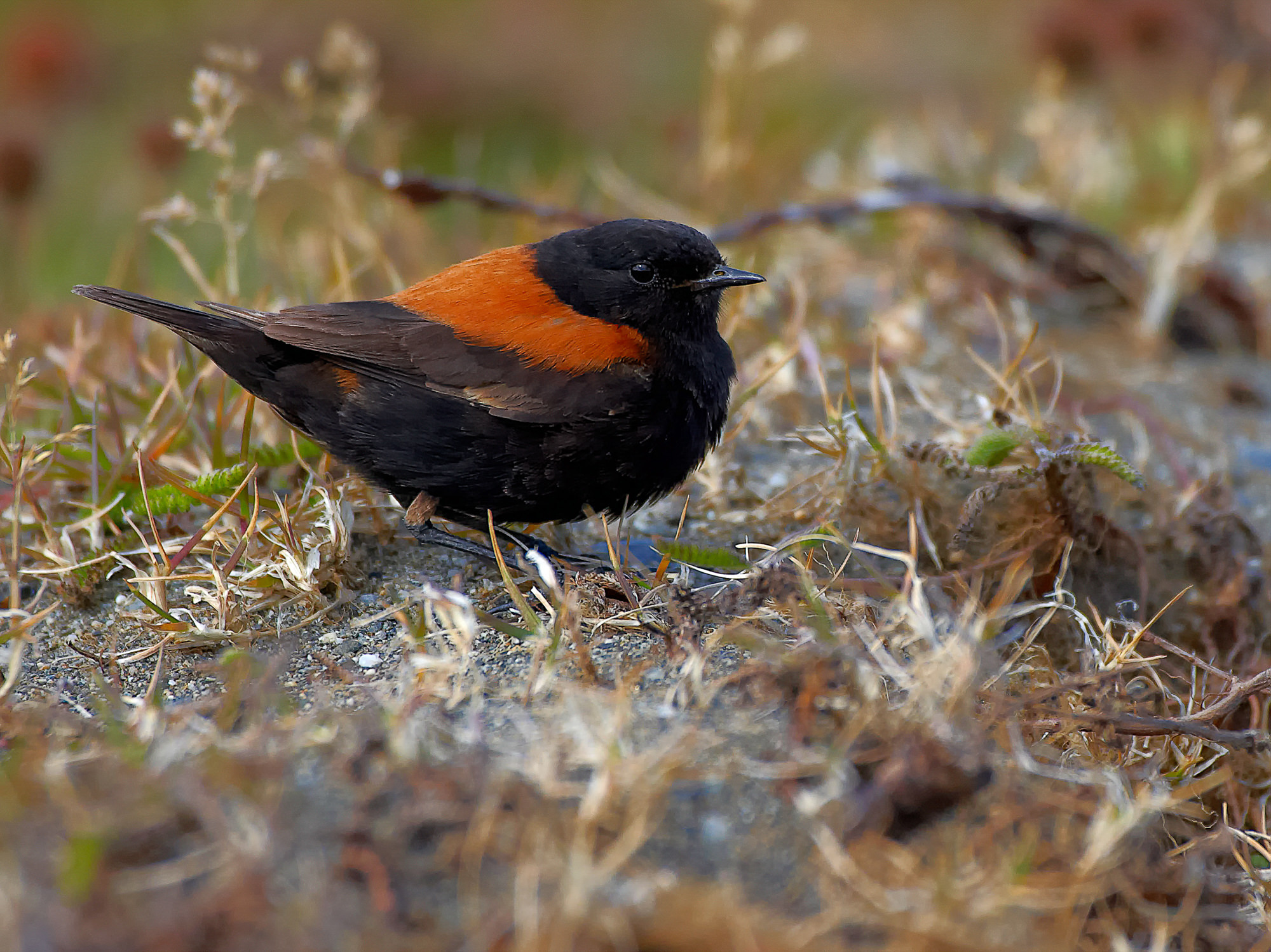 tyrant flycatchers (phoebes, kiskadees, Patagonia)